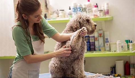 Домашние животные Smart Grooming Dog Groomers Рейтинги и отзывы чековая книжка потребителей Вашингтона