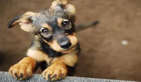 Fresno Spcafaq Spca Dogs для усыновления