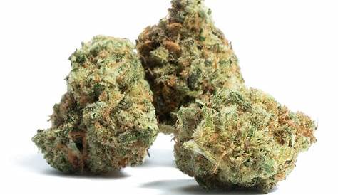 Gmo Runtz — мощный и вкусный гибрид