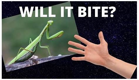 Молитва за хулиганство наносит вред людям, свободно обрабатывая их!