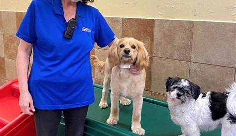 Petsmart нанимает меня, работая в нашей карьере в Petshotel