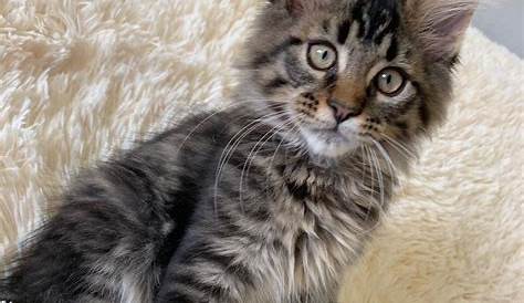 Главная Кун Усыновление Nj Cats На продажу Bayville 292504 Petzlover