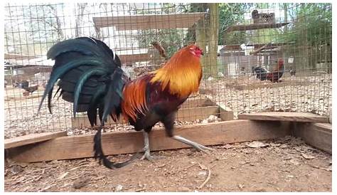 Игровые фермы в Грузии Специальный Gsgf Youtube