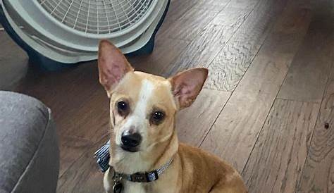 Чихуахуа-убежища в Мичигане 22 спасены из дома Монро