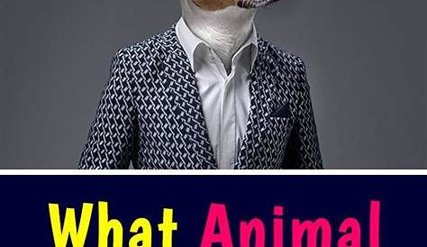 Оригинальное название: What Animal Am I Would You Be?