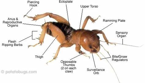 Иерусалимский крикет Мормон Факты о крикете Описание и фотографии