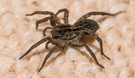 Вашингтонский штат Волк-паук Интересный материал Pinterest