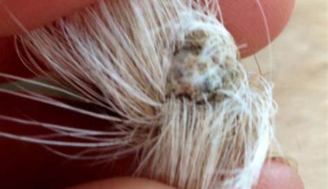 Некротические фотографии собачьих нитей ранят хвост в медицинском центре Уиллингсфорда