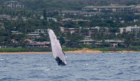 Почему китовые финские растения настолько дорогие Плантопиахуб