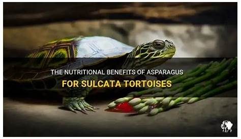 Может ли черепаха есть спаржу, питательные преимущества для сулькаты Петшун