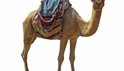 Что такое Camel Saddle Cmel Sddle World Htory?