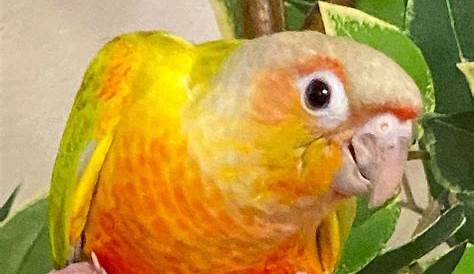 Fancy Beaks Exotic Birds Aviary — очаровательный американский дилюэтный конур, вылупившийся и выращенный