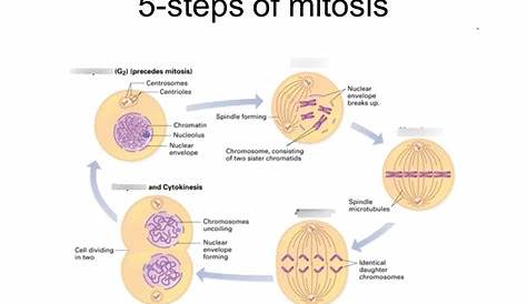 Диаграмма Mitosis Quizlet