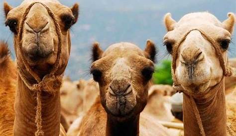 Лучшие мемы для празднования середины недели (%e2%80%93) Что вы не знали, Happy Funny S