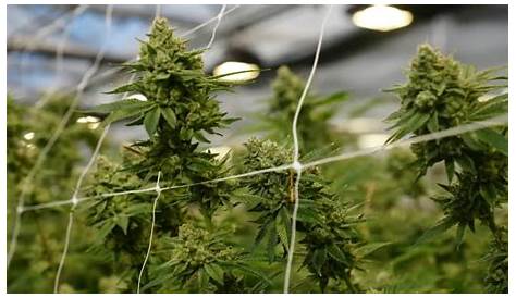 Советы и хитрости фермеров сети выращивания каннабиса