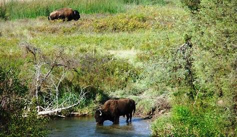 Montana Indeedpitrest Tankspanky Ftj Entry 110 Великолепный
